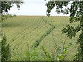 Footpath through the corn in Kirk Langley