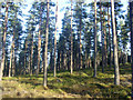 Scots Pine plantation on Finzean estate in AB31 6NZ