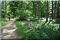 Path through Widley Copse in OX18 4DD