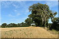 Field margin near Akenham Hall Farm in IP6 0RU