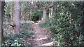 Path through Roundhill Wood heading to Shire Lane in HP23 6LT