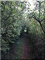 Vegetation forming a tunnel on footpath near Clayton Greaves Farm in SK12 1YS