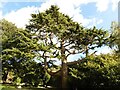 One of several mature Cedar trees in the churchyard in Corton Denham