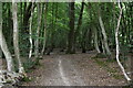 Footpath, Reed Wood in TN33 9BJ