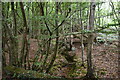 Small woodland stream in TN33 9BB