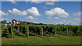 Halfpenny Green Vineyard in Staffordshire in DY7 5ES