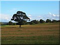 Solitary tree in a field of stubble in HD8 9RS