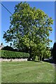 Roadside tree at Sandleheath in SP6 1PL