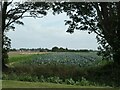 Cabbage field, east of the B1357, Moulton in The Moultons