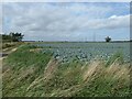 Cabbage field, south-west of Penn's Farm in PE12 6JZ
