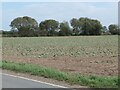 Arable field, south of Penn's Farm in PE12 6JZ