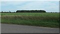 Strip of woodland, Moulton Common in PE12 6LF
