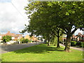 Trees along Kirkby Folly Road in NG17 5GH