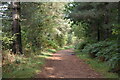 Forest track next to Stephen's Castle Nature Reserve in BH31 7YA