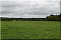 Pasture near Marlpits in TN33 9BD