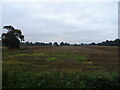 Stubble field, Tottenhill in PE33 0SS
