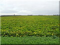 Crop field off Cuckoo Road in PE34 3NY