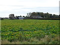 Crop field towards East Farm in PE38 0BJ