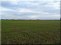 Stubble field, Nordelph in PE38 0BQ