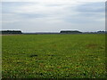 Crop field off Downham Road in PE14 8QQ