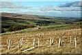 Trees planted near Coalpit Sike in NE47 9UJ