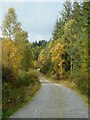 Forestry road, Loch Ard Forest in FK8 3TG
