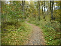 Woodland path in FK8 3XB