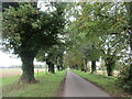 Avenue leading to Ashwicken in PE32 1LR