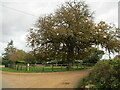 Tree at the entrance to Hall Farm, Ashwicken in PE32 1LN