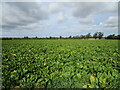 Field of sugar beet off Well Hall Lane in PE32 1LP