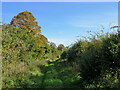 On Icknield Way in early autumn in SG8 7NT