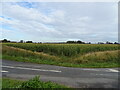 Maize crop beside Mullicourt Road in PE14 8SL