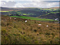 Sheep on the Slopes beneath Langfield Edge in OL14 6JJ