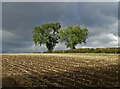 Oak trees and farmland near Bathley in Bathley