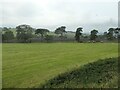 Trees along a field boundary, south-east of Longshaw in Bradnop