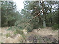 Fallen tree on Stony Moor in YO18 8QF