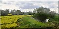 Oilseed rape by River Witham in NG23 5FA