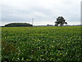 Crop field near Hill Farm in PE34 3NR