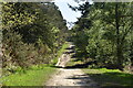 Track in Hargate Forest in TN3 9HB