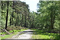 Track, Hargate Forest in TN3 9HB