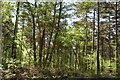 Conifers, Hargate Forest in TN3 9HB