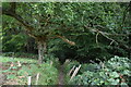 Footpath entering High Peartree Wood in TN39 4RD