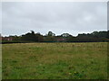Grazing towards Thursford Old Hall in NR21 0BD