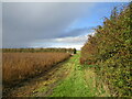 Bridleway alongside a field of millet in LN9 5SA