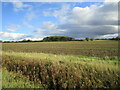 Autumn sown field and small plantation near Old Woodhall in LN9 5SA