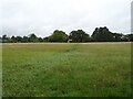 Grassland, Stibbard  in NR21 0EX