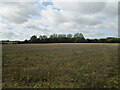 Stubble field and Dadle's Wood in Ashwicken