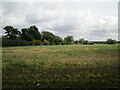 Stubble field by the B1145 in PE32 1LR