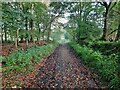 Bridleway on the western edge of High Wood in NE46 2NN