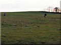 Clydesdale Horses in a field near North Draffin, Angus in DD8 2NE